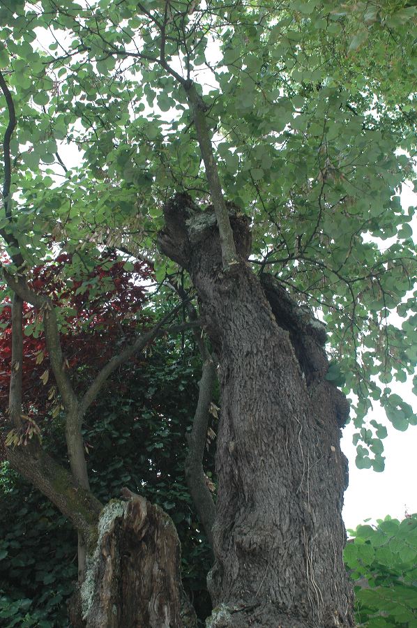2011-06-12_0609.jpg